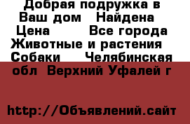 Добрая подружка,в Ваш дом!!!Найдена › Цена ­ 10 - Все города Животные и растения » Собаки   . Челябинская обл.,Верхний Уфалей г.